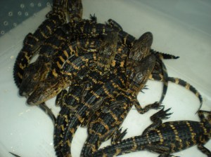 reading pet expo 003