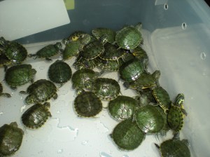 reading pet expo 004