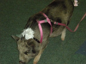 reading pet expo 007