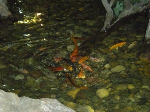 reading pet expo 016