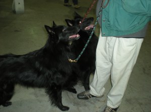 reading pet expo 021