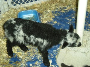 reading pet expo 025