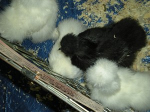 reading pet expo 036