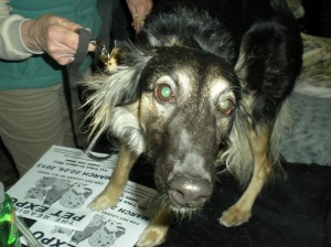 reading pet expo 052