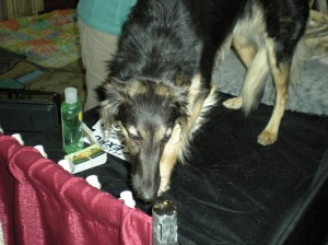 reading pet expo 053