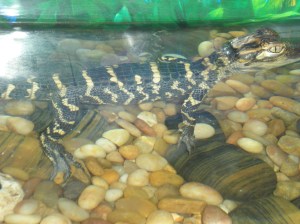 reading pet expo 057