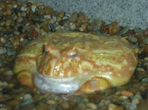 reading pet expo 062