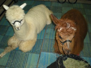 reading pet expo 065