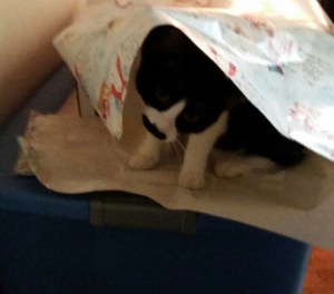 bosley wrapping janice