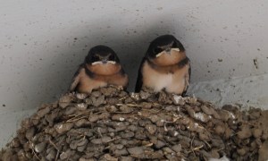 2 chicks - 2nd family of  Barn Swallows Kare