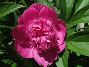 Peony - Insects