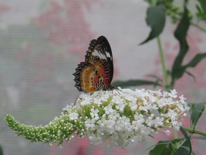 IMG_0611--leopard lacewing