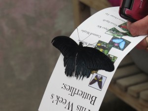 IMG_0655--maybe great mormon