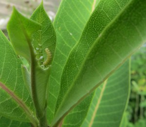 IMG_0697--2nd instar monarch%2c 3 days