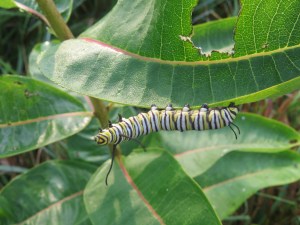 IMG_0859--4th instar monarch