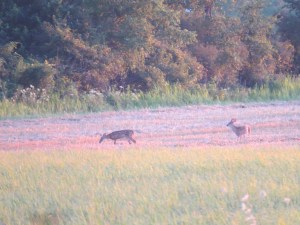 IMG_4490s--fawns at dusk