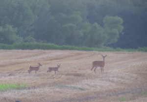 IMG_4595--catching up to mom more color