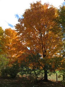 Sugar Maple 4