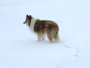 IMG_8245--Misten in snow