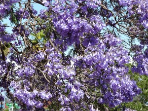 Jacarandas- Donna