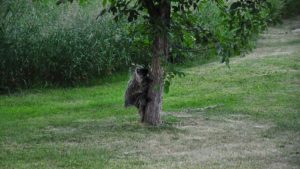 cropped-porcupine-kare.jpeg
