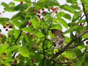 cropped-img_9906-waxwing-and-berries.jpg