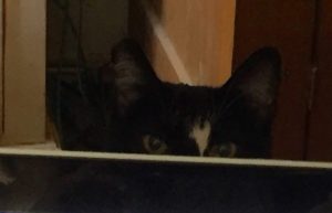 cropped-sneaky-cat-donna.jpeg
